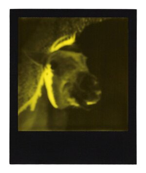 Fever Dream (Withdrawal)